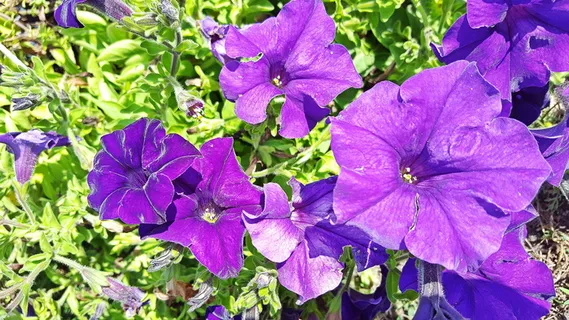 牵牛花，牵牛花，紫色牵牛花，杂交牵牛花，牵牛花图像，牵牛花图像，淡紫色牵牛花