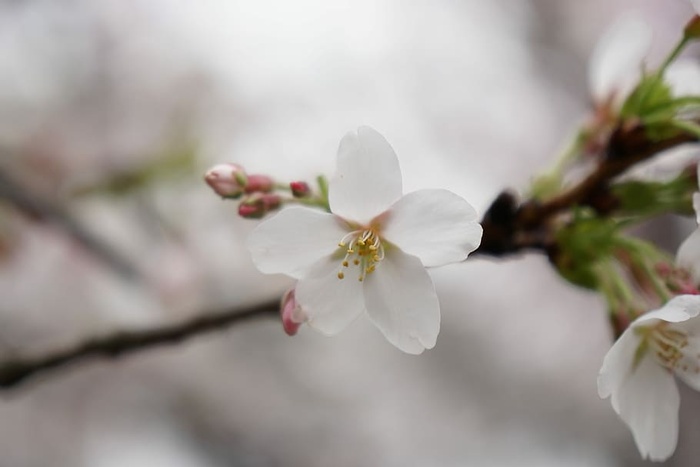 樱花，武汉大学，武汉，花，自然，自然之美，树枝，花