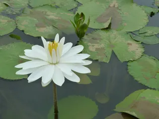 花，白色，纯蔬菜清洗，开花植物，叶，植物部分，植物，脆弱性