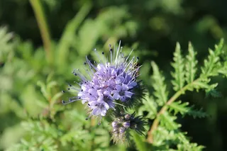 花序，花粉，植物，花，开花，自然，花，开花植物