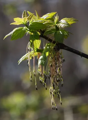 树，花序，绿色，装饰性，植物，生长，聚焦前景，特写