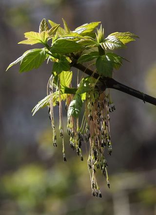 树，花序，绿色，装饰性，植物，生长，聚焦前景，特写