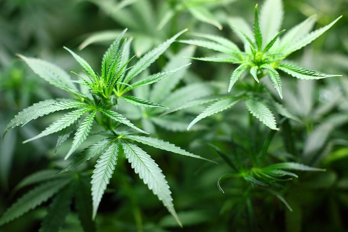 绿色大麻植物，幼苗，大麻，大麻，大麻-草本大麻，麻醉剂，大麻植物，大麻-麻醉剂