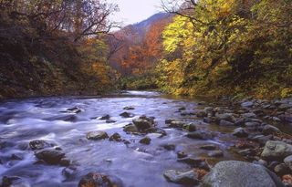 河流，森林，秋叶，晚秋，白水三池，世界遗产区，日本，树木