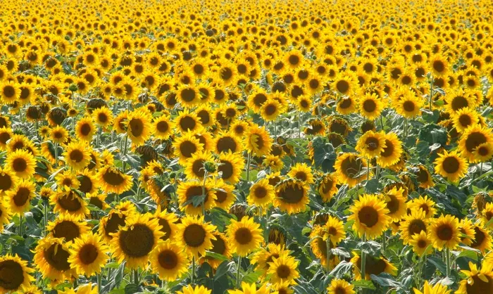 向日葵，太阳，夏天，法国，假日，马克，自然，花