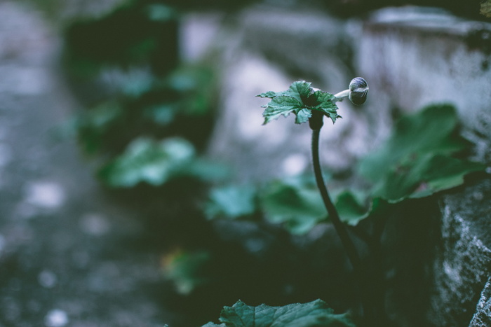 绿叶植物的选择性聚焦照片