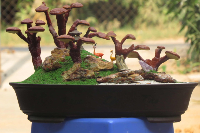 灵芝景观, 灵芝景观, 林子盆景, 特写, 没有人, 植物, 生锈, 一天