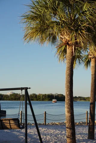 棕榈树，背景，桌面，屏幕保护程序，自然，夏天，树，热带