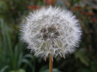 蒲公英，自然，植物，花，夏天，花园，好看，花