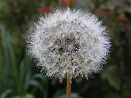 蒲公英,自然,植物,花,夏天,花园,好看,花 蒲公英,自然,植物,花,夏天,花园,好看,花