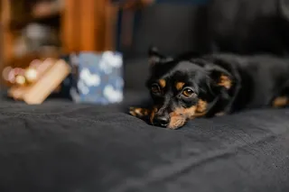 送给可爱小狗的圣诞礼物