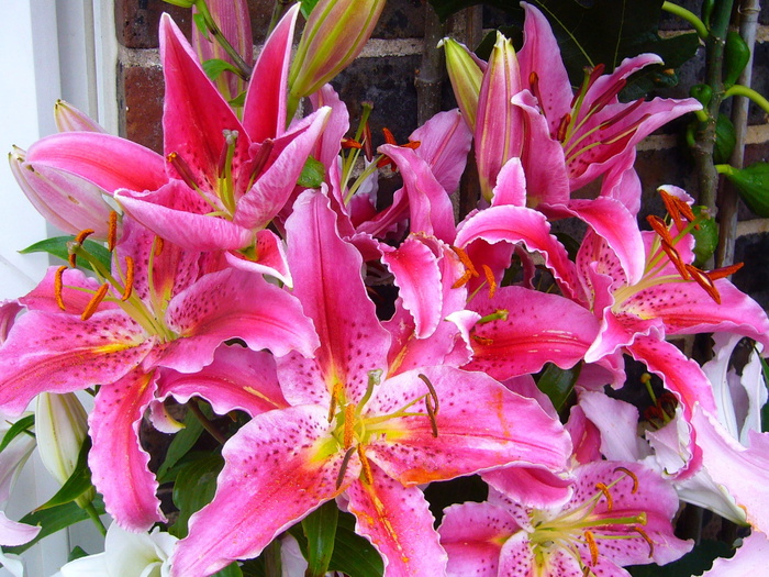 百合花，开花，白天，观星百合，东方，花朵，粉色，东方观星百合