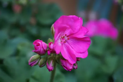 花,芽,洋红,粉红色,开花,春天,散焦,可爱 花,芽,洋红,粉红色,开花,春天,散焦,可爱