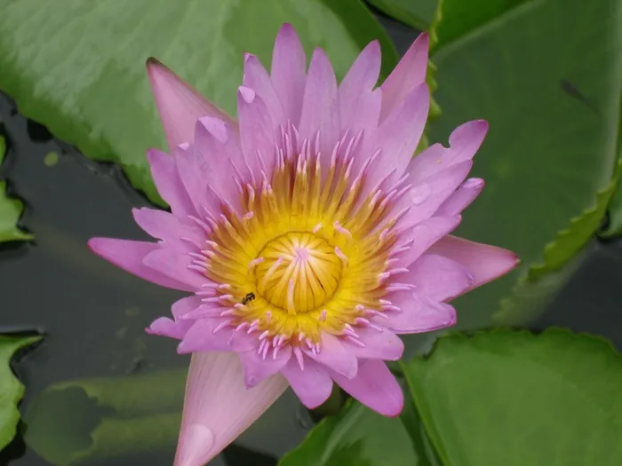 睡莲，花，睡莲垫，泰国，开花植物，植物，新鲜度，脆弱性