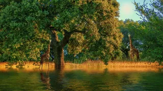 自然，树，日落，长颈鹿，动物，水，绿色，植物