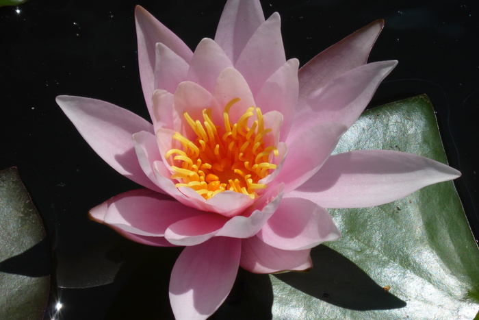 莲花、花、水坑、植物、睡莲、花、池塘、开花植物