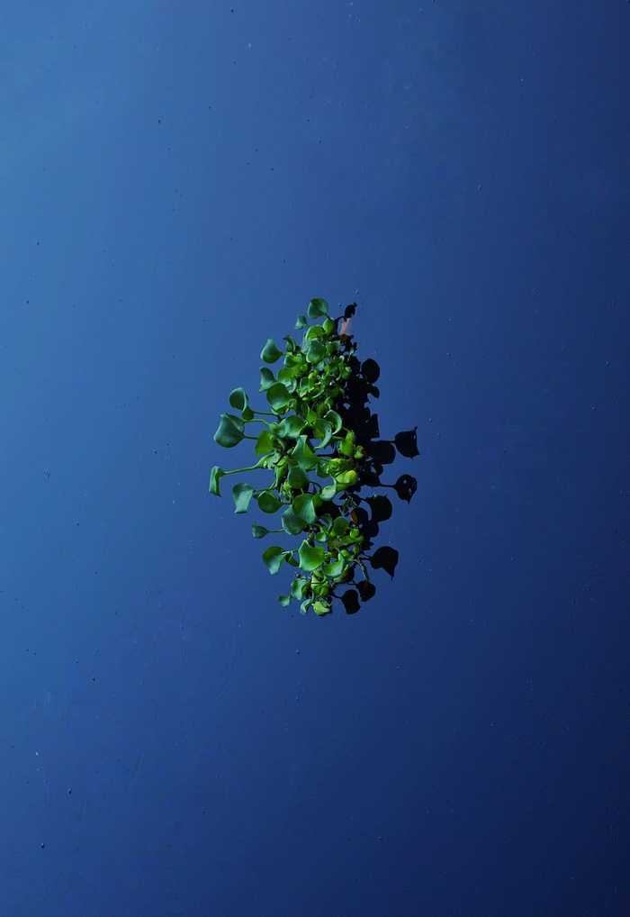 绿叶植物，植物，叶子，植被，树木，绿色，户外，水