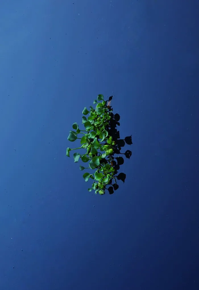 绿叶植物，植物，叶子，植被，树木，绿色，户外，水