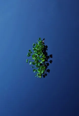 绿叶植物，植物，叶子，植被，树木，绿色，户外，水