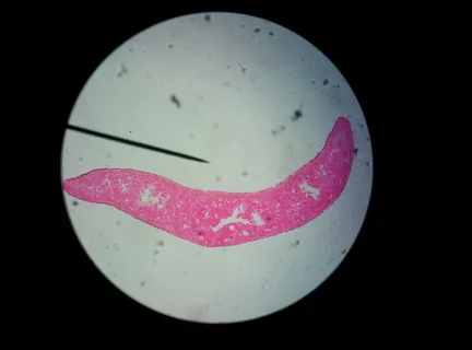 植物, 显微镜, 科学, 细胞, 发酵微生物, 好奇心, 特写, 黑色背景