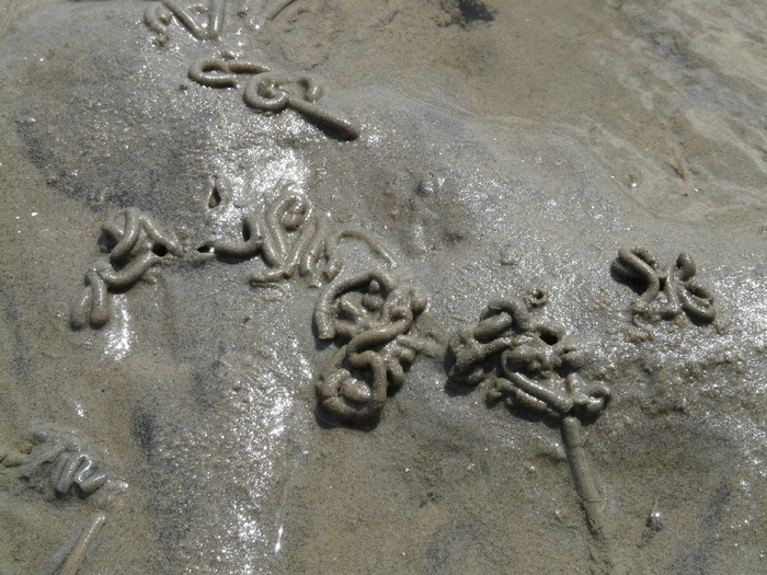 瓦特, 蠕虫, 桩, 沙蚕, 瓦特蠕虫桩, arenicola marina, 沙虫, 码头蠕虫