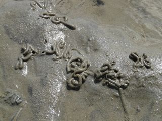 瓦特, 蠕虫, 桩, 沙蚕, 瓦特蠕虫桩, arenicola marina, 沙虫, 码头蠕虫