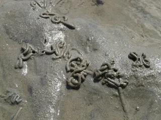 瓦特, 蠕虫, 桩, 沙蚕, 瓦特蠕虫桩, arenicola marina, 沙虫, 码头蠕虫