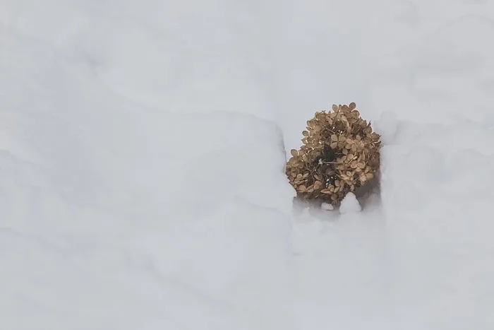 一团干花落在白雪上的特写镜头