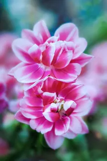 新加坡, 粉红色, 春天, 自然, 开花, 花园, 散景, 鲜花