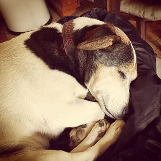 狗，杰克·拉塞尔，宠物，动物，小狗，哺乳动物，动物主题，家养