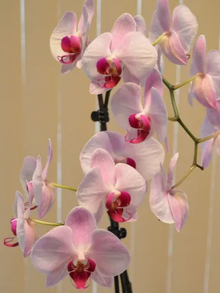 兰花，粉色，花朵，植物，花瓣，花朵，热带，花朵