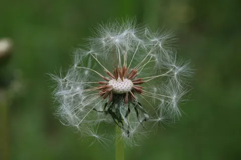 蒲公英, 霍尔先生, 种子, 植物, 池, 蒲公英先生厅, 脆弱性, 漏洞 蒲公英, 霍尔先生, 种子, 植物, 池, 蒲公英先生厅, 脆弱性, 漏洞