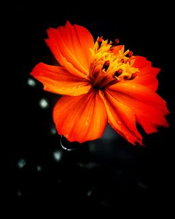 光明面，iPhoneography，花，开花植物，花瓣，脆弱，脆弱，新鲜