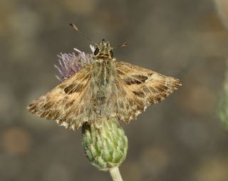 昆虫，蝴蝶，蛾，自然，宏，一种动物，关注前景，野生动物