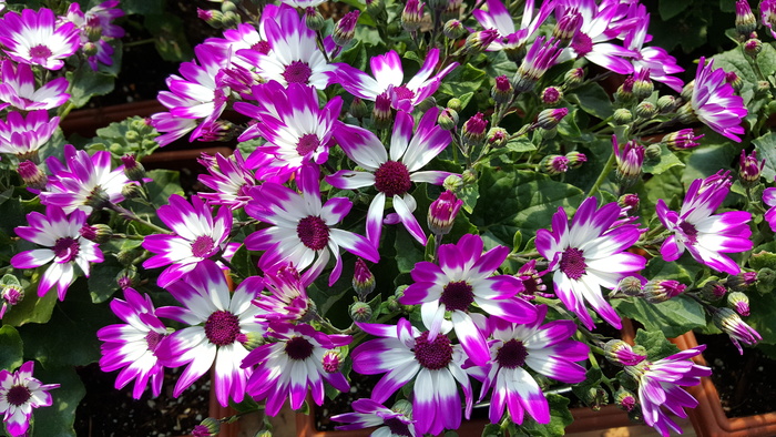 植物，苗圃，花卉，开花植物，新鲜度，脆弱性，植物，脆弱性