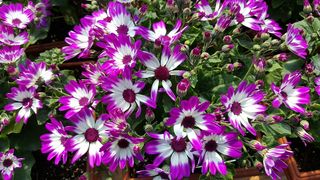 植物，苗圃，花卉，开花植物，新鲜度，脆弱性，植物，脆弱性