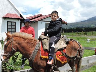 目的地，耐心，家庭，家畜，哺乳动物，家畜，家畜，马