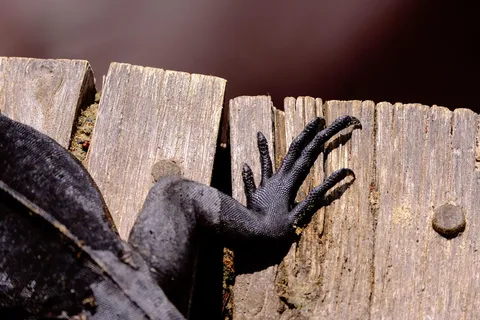 棕色面板上的蜥蜴脚