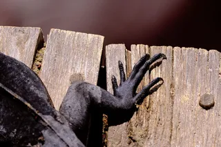 棕色面板上的蜥蜴脚