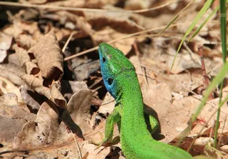 蓝色、迷彩、森林、绿色、蜥蜴、绿色、动物