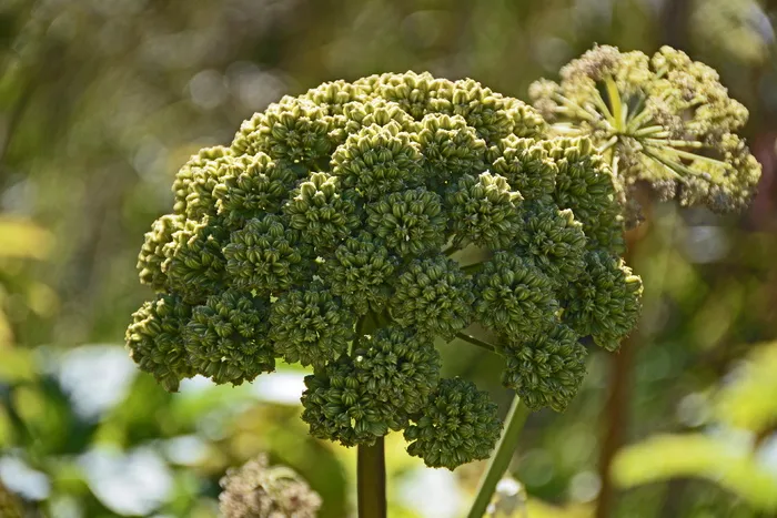 绿色, 聚集, 花, 白天, 药物-当归, 当归大当归, doldengewaechs, 厂