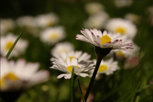 雏菊，草地，五颜六色，野花，自然，春天，绿色，白色