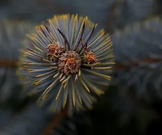 布拉德，花，花序，植物，特写，生长，自然之美，脆弱