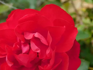 玫瑰，花，粉红色，玫瑰开花，自然，自然记录，开花，开花