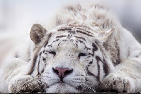 浅,聚焦摄影,白色,老虎,特写,照片,动物,猫 浅,聚焦摄影,白色,老虎,特写,照片,动物,猫