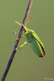 bug，macro，特写，wants，野生动物，野生动物，动物主题，one animal