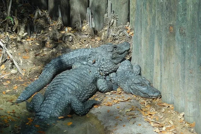 鳄鱼，鳄鱼，爬行动物，危险，自然，危险，动物，野生动物