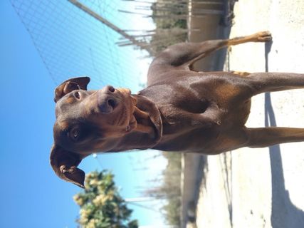 西班牙，阿利坎特，帕蒂达萨拉达斯，一种动物，哺乳动物，动物主题，动物，家畜