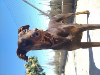 西班牙，阿利坎特，帕蒂达萨拉达斯，一种动物，哺乳动物，动物主题，动物，家畜