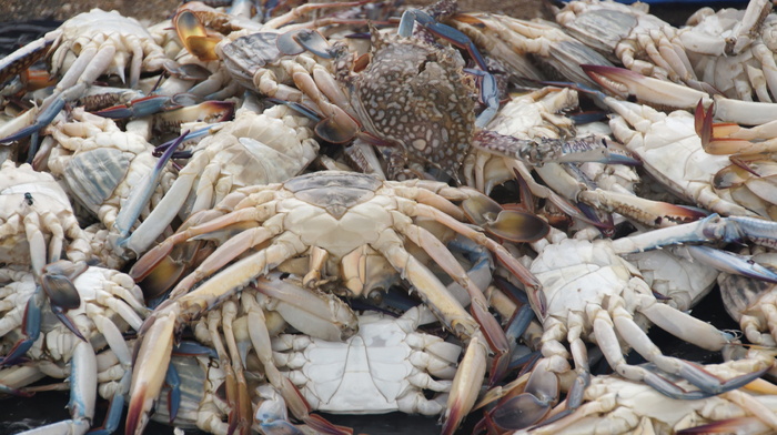 海鲜、螃蟹、食物、美食、美食、地中海、菲舍尔、钓鱼